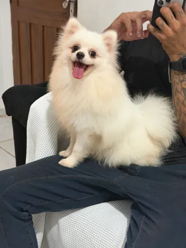Lulu da pomerania 