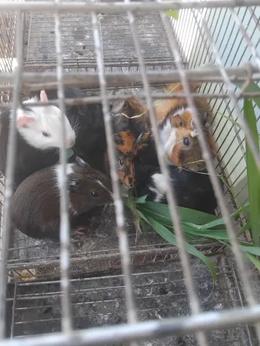 Porquinho da Índia