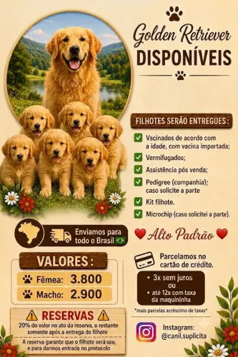 GOLDEN RETRIEVER - QUALIDADE, PROCEDÊNCIA