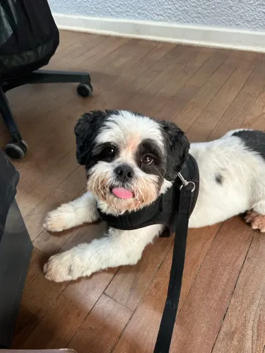 DOA-SE SHIH TZU ADULTO