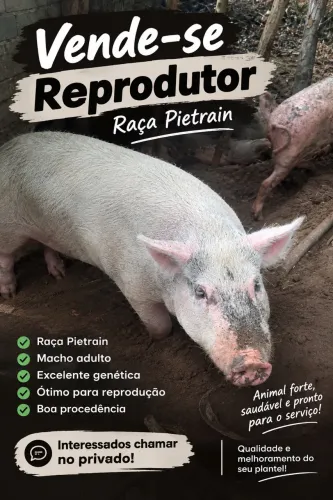 Porco