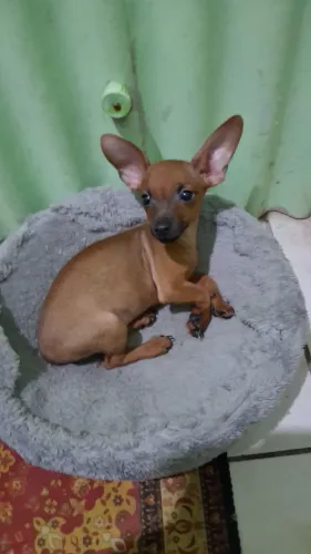 Vendo pinscher fêmea 4 mêses