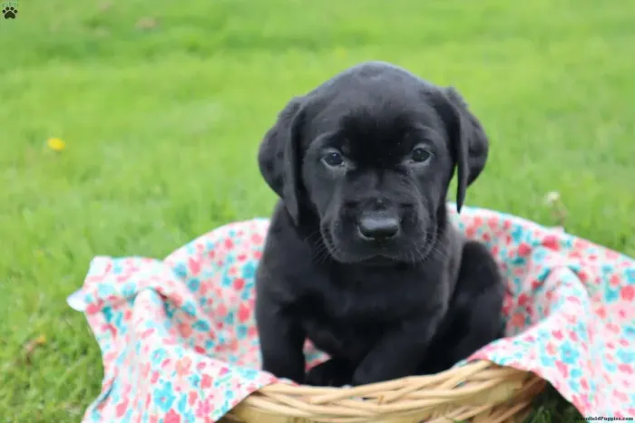 Labrador Preto, chocolate e caramelo ? Chama no WhatsApp 