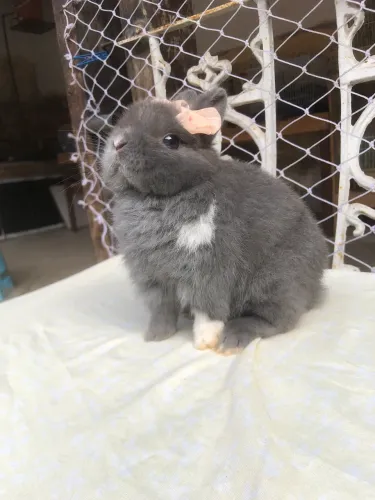 Coelho anão da raça netherland dwarf fêmea linhagem importada - o menor coelho do mundo