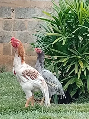 Galo índio asil bico curto