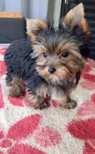 Yorkshire Terrier machinho micro 