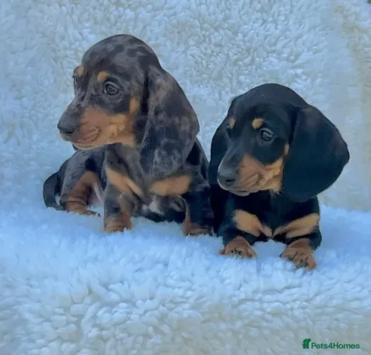 Filhotes dachshund/teckel/basset/salsicha/cofap com pelagem densa e saudável