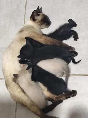 Doação de gato 