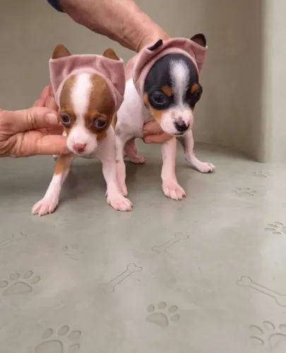 Princesinha Pinscher Fêmea Muito Especial