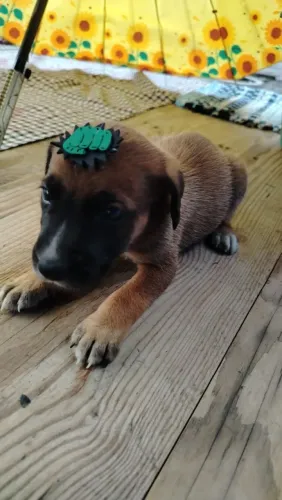 Filhotes Cachorros Doação Come Ração Vermifugado