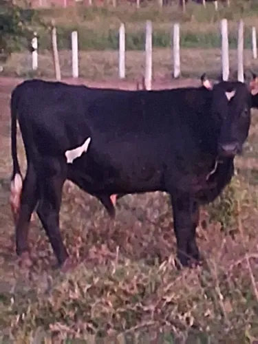 Vende-se dois mini bois 