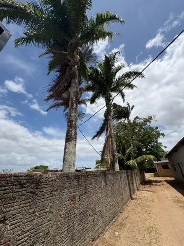 Palmeiras Imperiais Adultas (15m, 20m e 25m) - Porte Monumental - RN