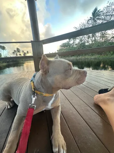 American Bully Fêmea