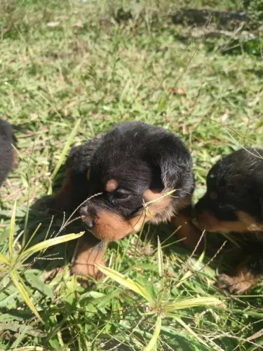 Rottweiler Seu mais novo parceireirinho de quatro patas está esperando