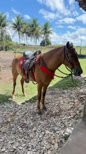 Égua Mangalarga