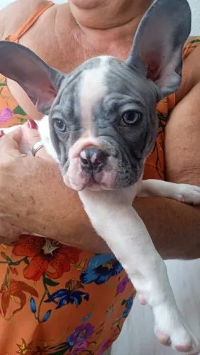 Bulldog francês