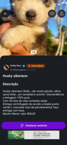 Cachorro