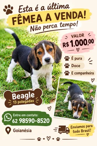 Filhotes Beagles - Fêmeas - 65 dias- Puras