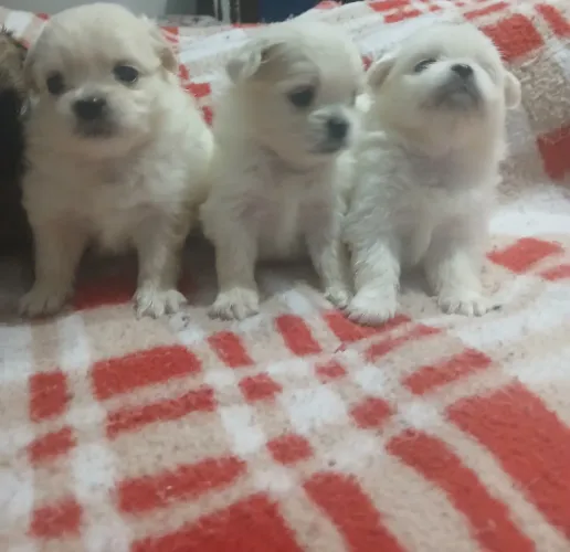 Peek a Pom