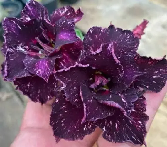 Rosa do deserto