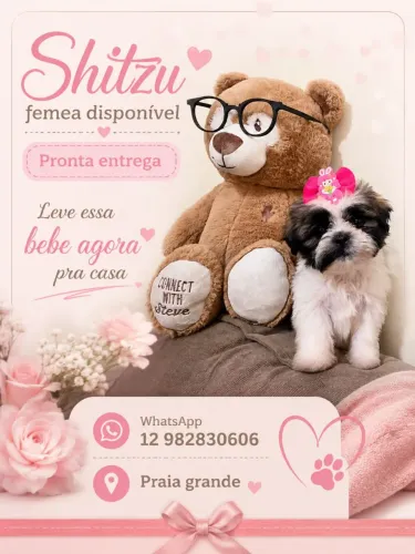 Shitzu Femea Mini R$999 ou 10x 120 cartao