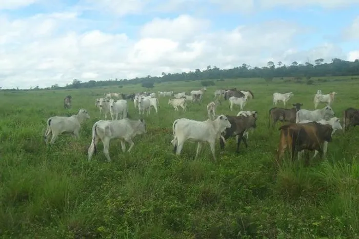 R$70 milhões Fazenda 850 alqueires no Pará documentada