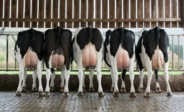 Vacas Girolando Leiteiras - Produção Alta em até 12 X