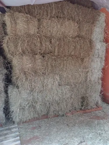 Feno