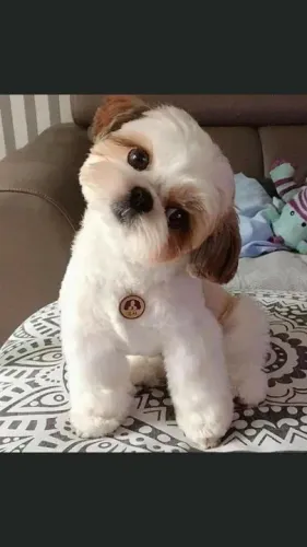Filhotes de Shih Tzu Fofo um amigo para não ter criticar