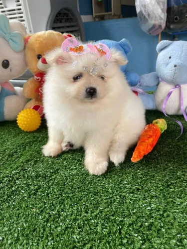 Spitz alemão fêminha promoção imperdível