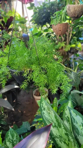 Muda de plantas ornamentais, alfinete, Samambaia 
