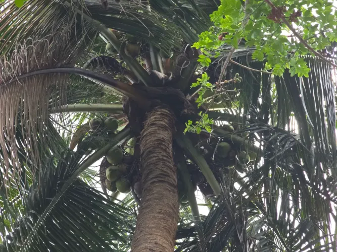 Côco verdes e secos no pé (Aceito proposta)