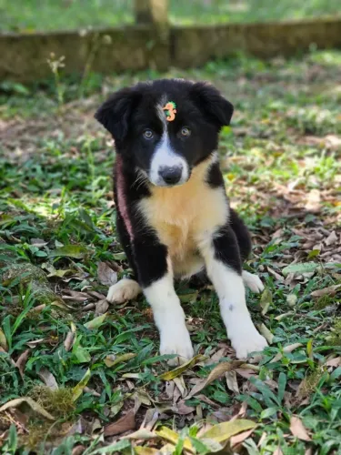 Border Collie | Machos Valores Especiais