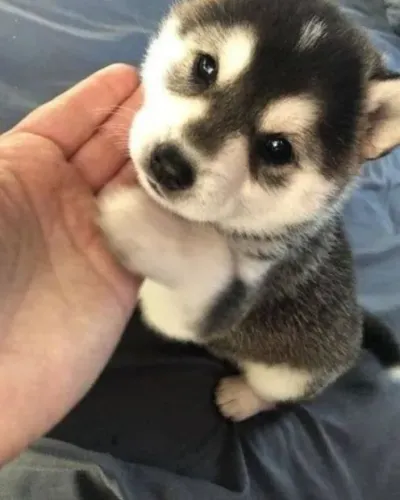 Husky Siberiano Em Até 12x