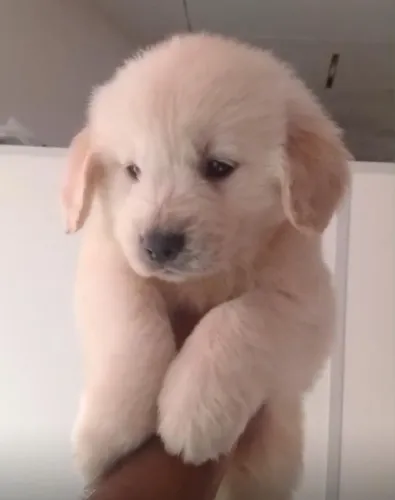 Golden Retriever Está Aqui