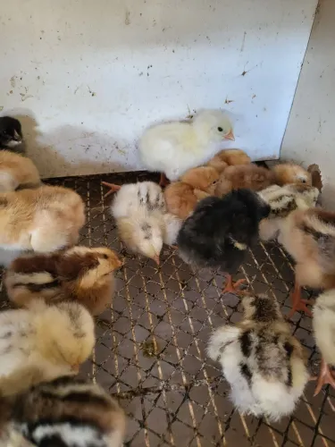 Pintinhos Caipiras - 5dias/20dias/1 mês 