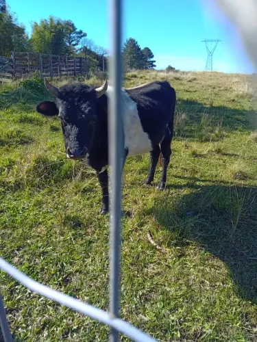Vendo Touro Jarsey de 2 anos e Uma Novilha de 1 ano 