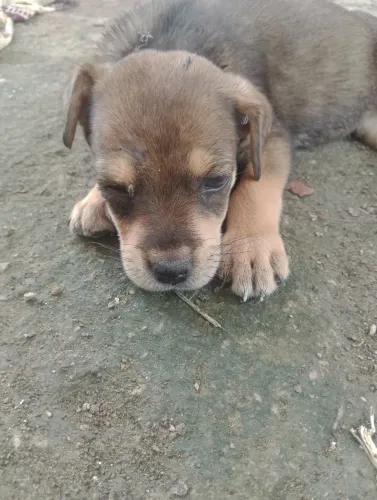 Filhote rottweiler com pastor alemão fêmea