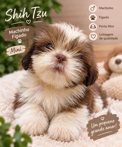 Filhote machinho de Shitzu 