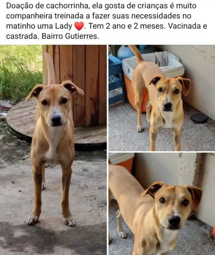 Doação cachorrinha