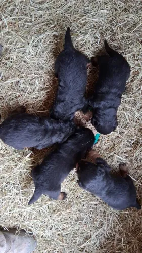 Pet. Filhotes rotwaller, cães de grande porte, vacinados e vermifugados!