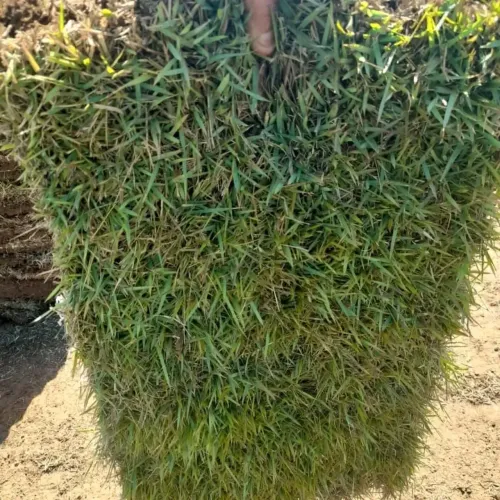 Grama para seu jardim
