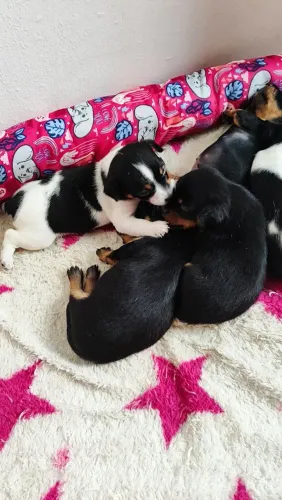 Pinscher n°1; 25 dias de nascidos; tricolor $600, bicolor $400. Leve alegria pra sua casa 