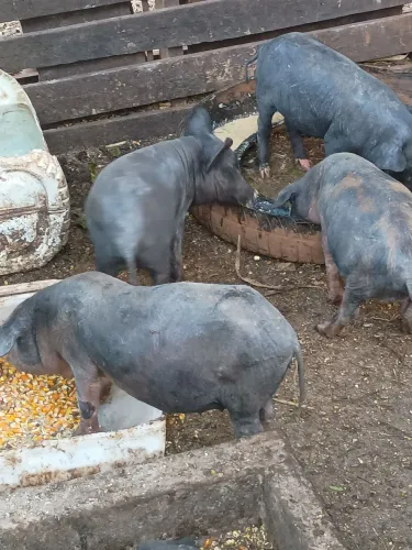 Leitões