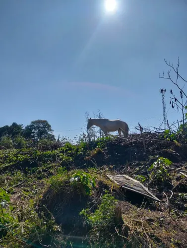 Vende-se cavalo ligeiro castrado tem 6 anos ...