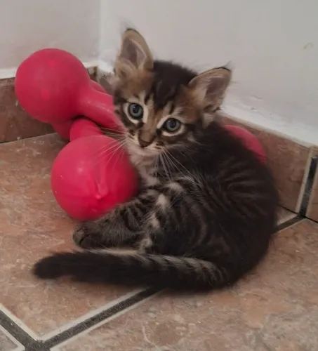 Doação de gatos filhotes