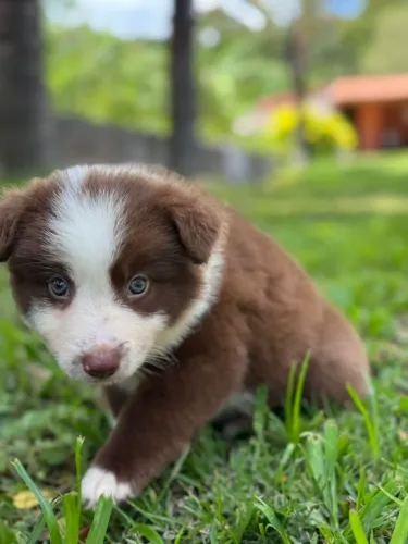 Border Collie | Lindos Filhotes á pronta entrega, esperando uma família