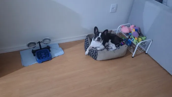 Procuro namorada para bulldog francês 