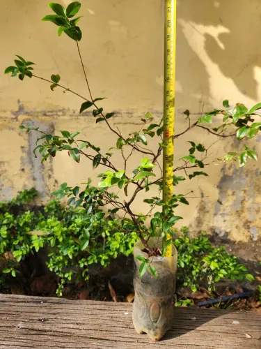 Muda de Jabuticaba