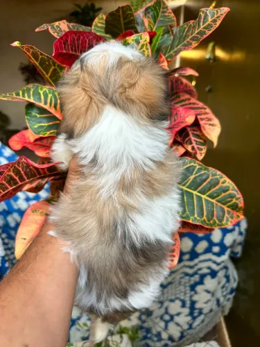 MINI SHIHTZU MACHO